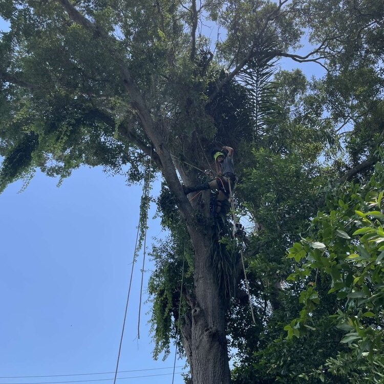 Tree Services in St. Petersburg, FL