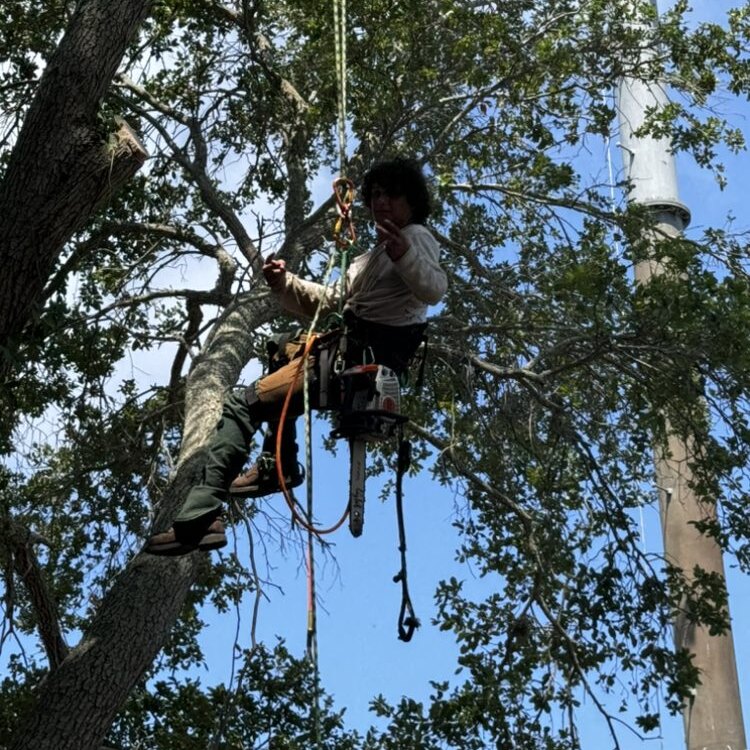 Tree Services in St. Petersburg, FL