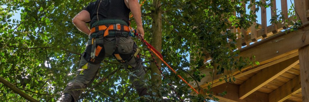 Tree Services in St. Petersburg, FL