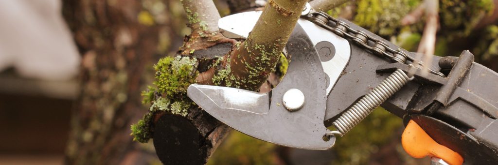 Tree Services in St. Petersburg, FL