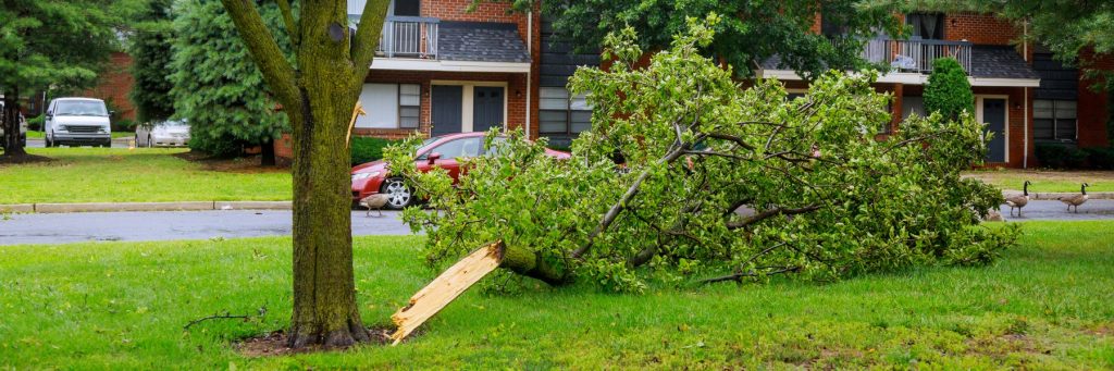 Tree Services in St. Petersburg, FL