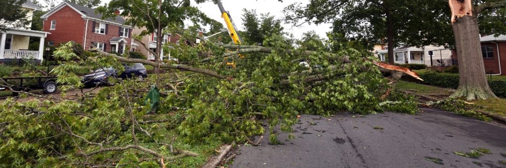Tree Services in St. Petersburg, FL