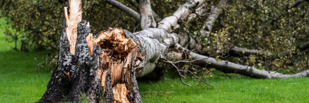 Tree Services in St. Petersburg, FL