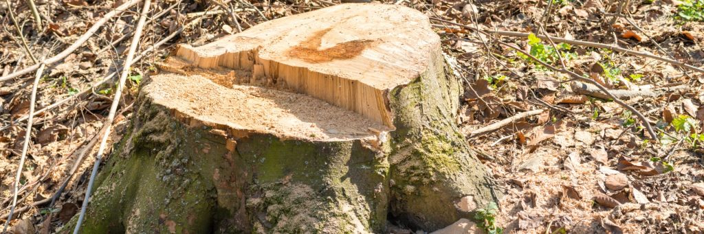 Tree Services in St. Petersburg, FL