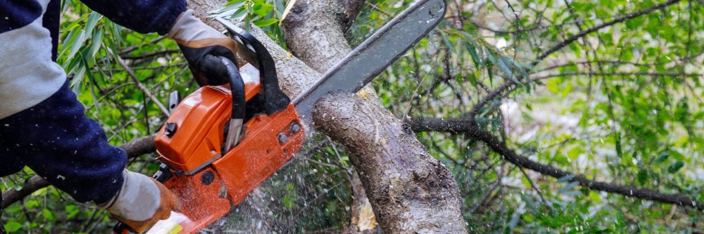 Tree Services in St. Petersburg, FL