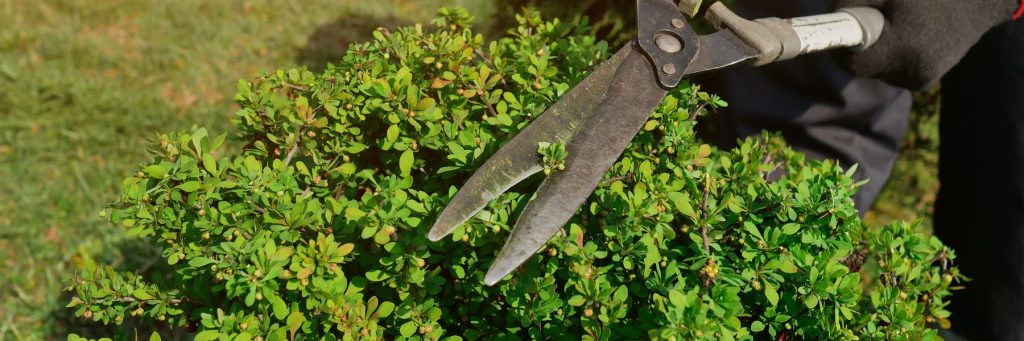 Tree Services in St. Petersburg, FL